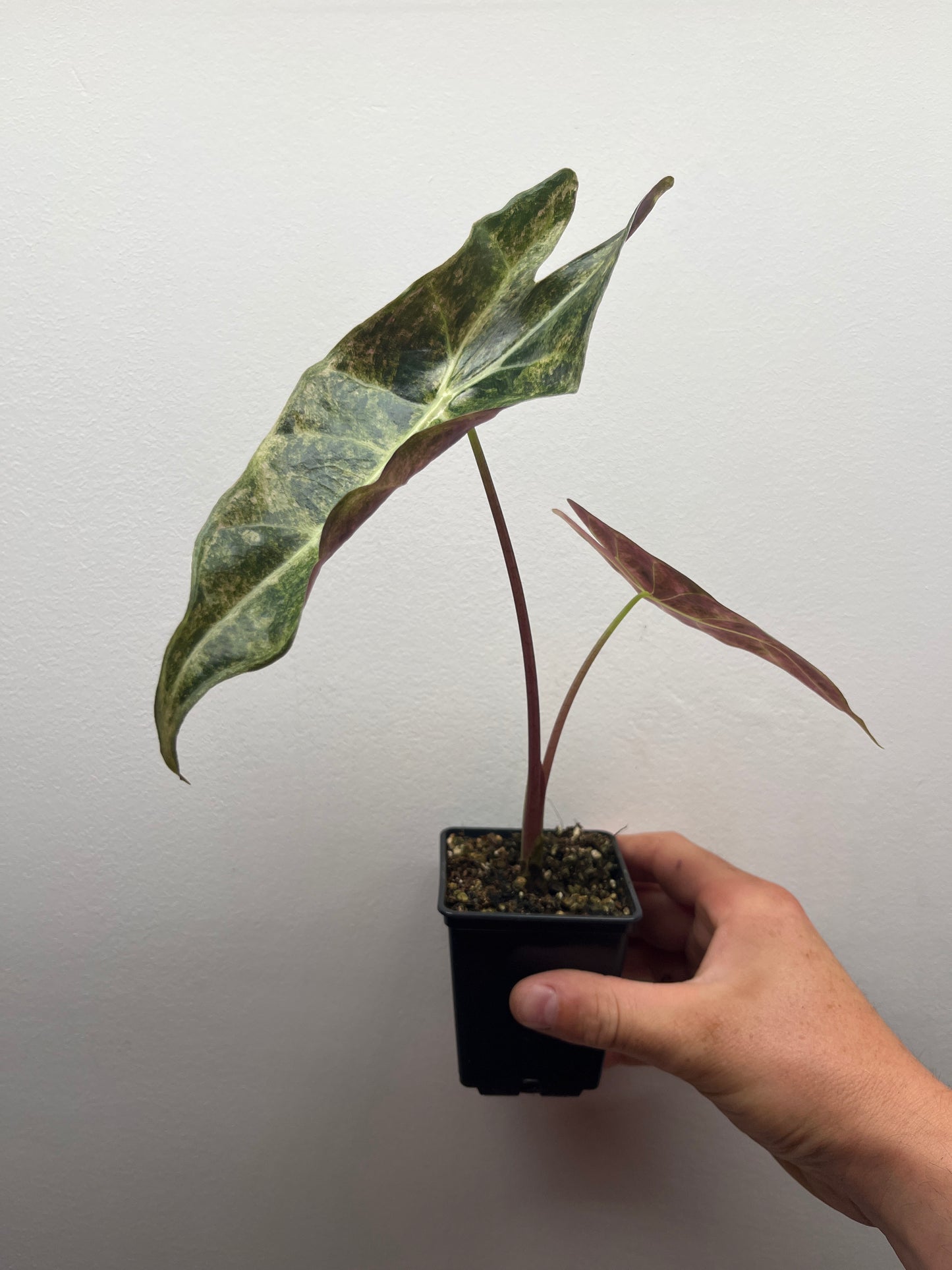 Alocasia Black Satun stardust variegated #2