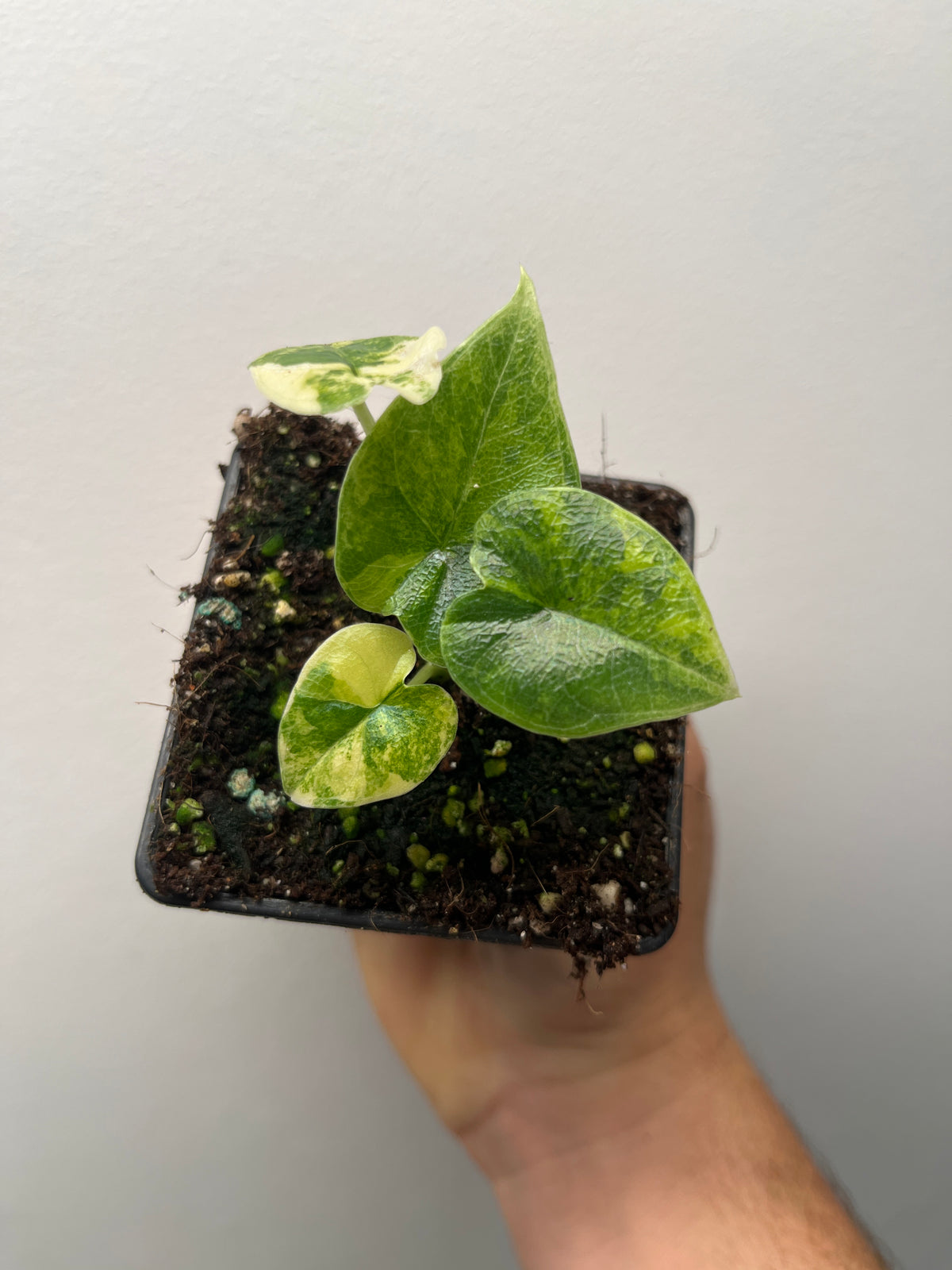 Alocasia Melo Gold Variegated - Rare Variegated Aroid