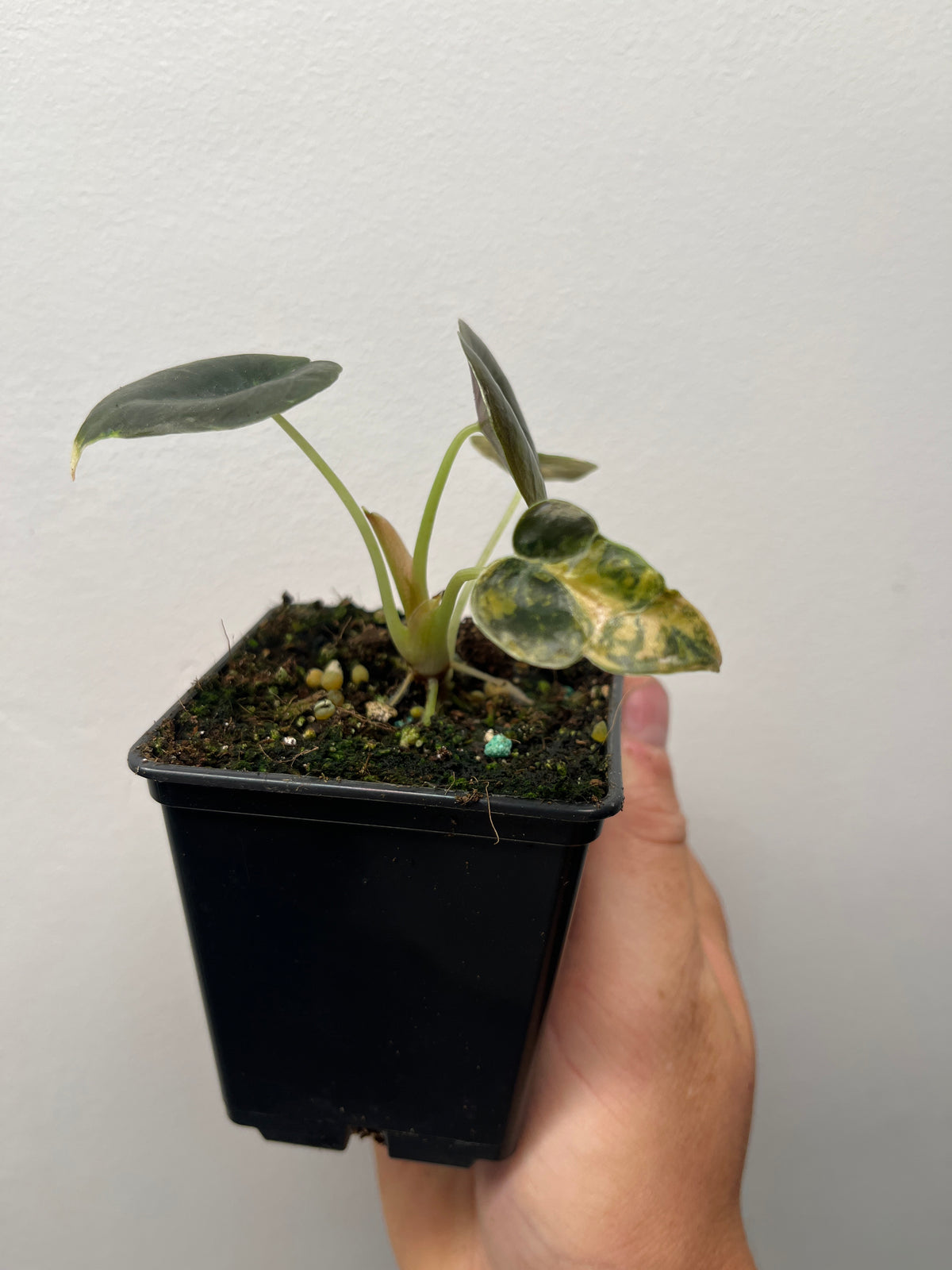 Alocasia Cuprea Latte Gold Aurea Variegated - Rare Aroid