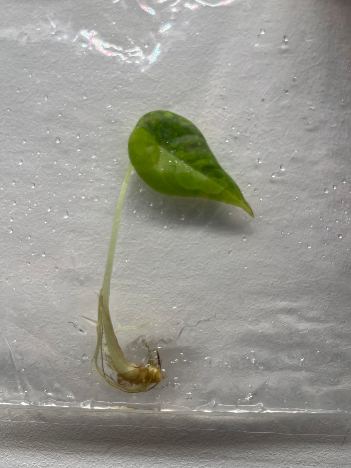 Alocasia Maharani Aurea Variegated - Rare TC Plant
