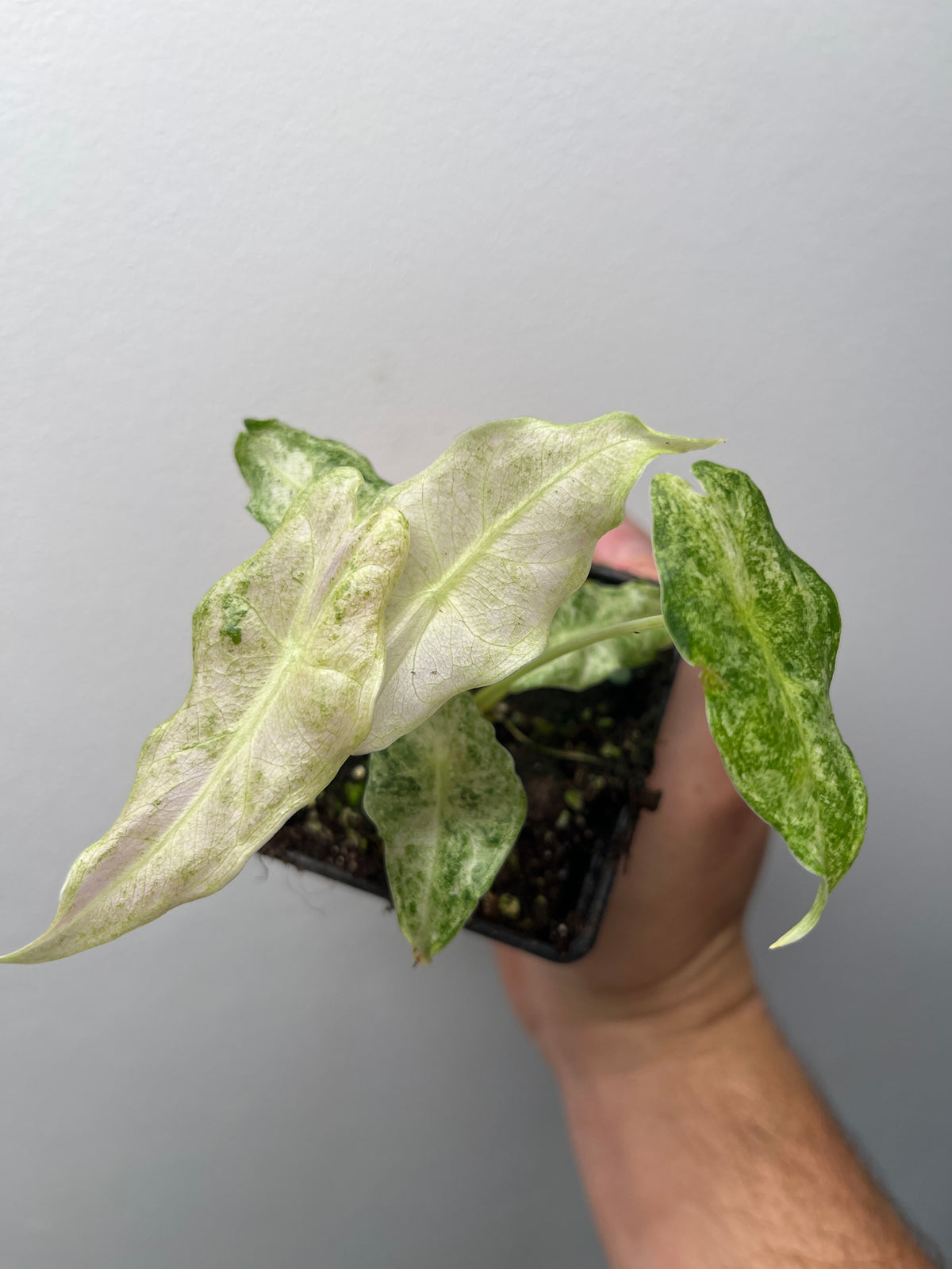 Alocasia Black Satun Stardust Variegated - Rare Aroid