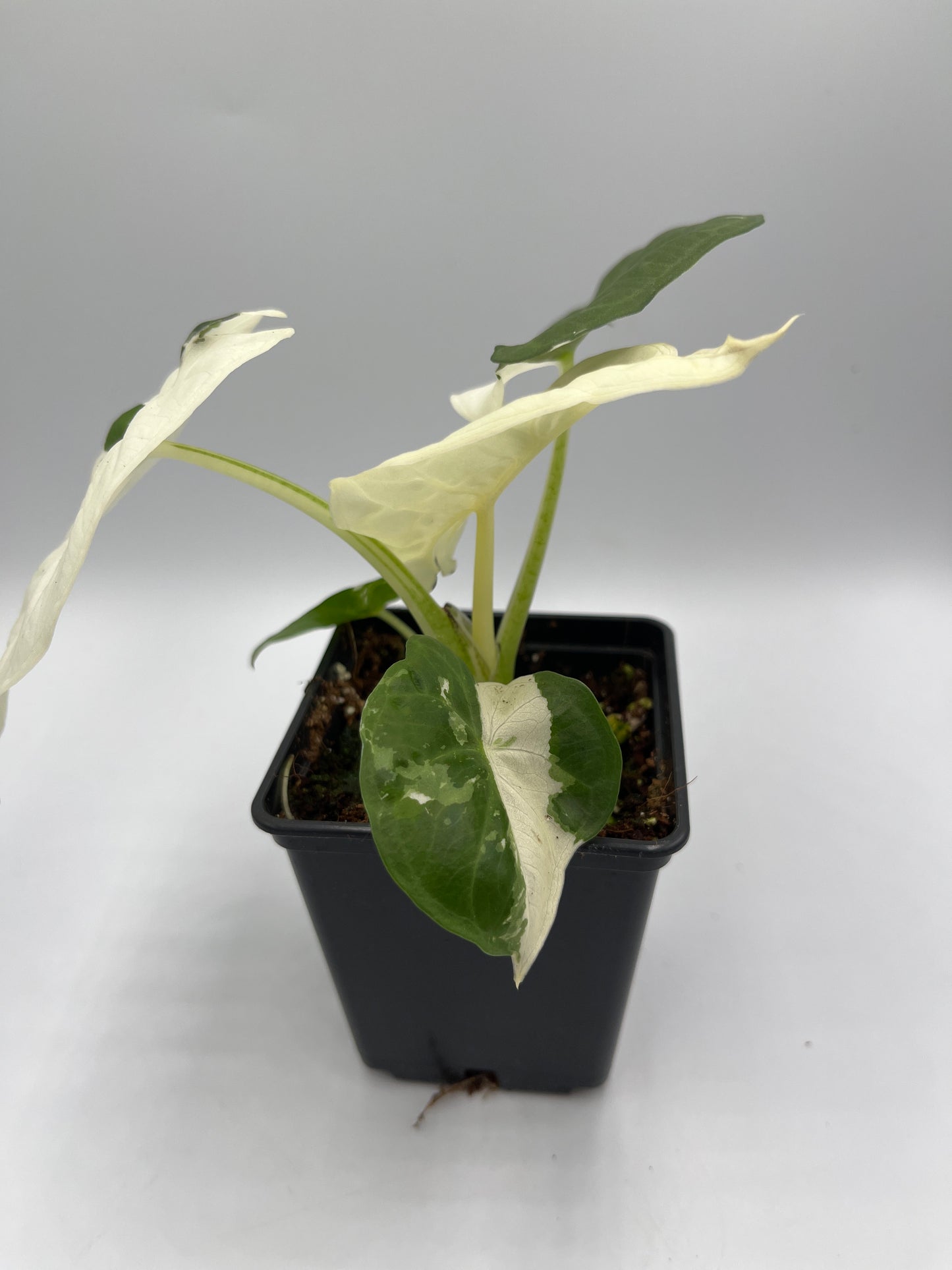 Alocasia Regal shields albo variegated #3