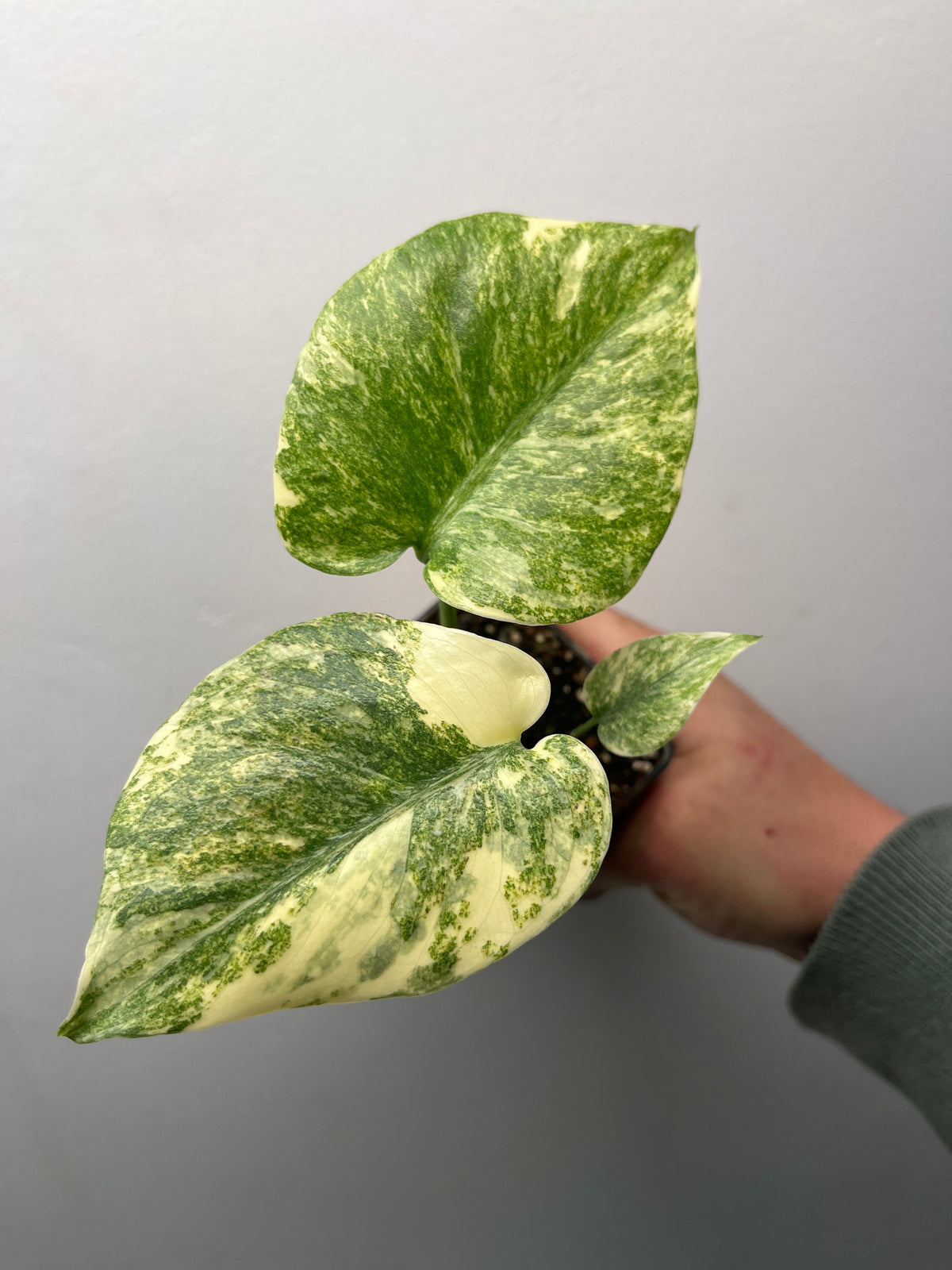 Monstera Deliciosa Green Snow - Rare Variegated Monstera