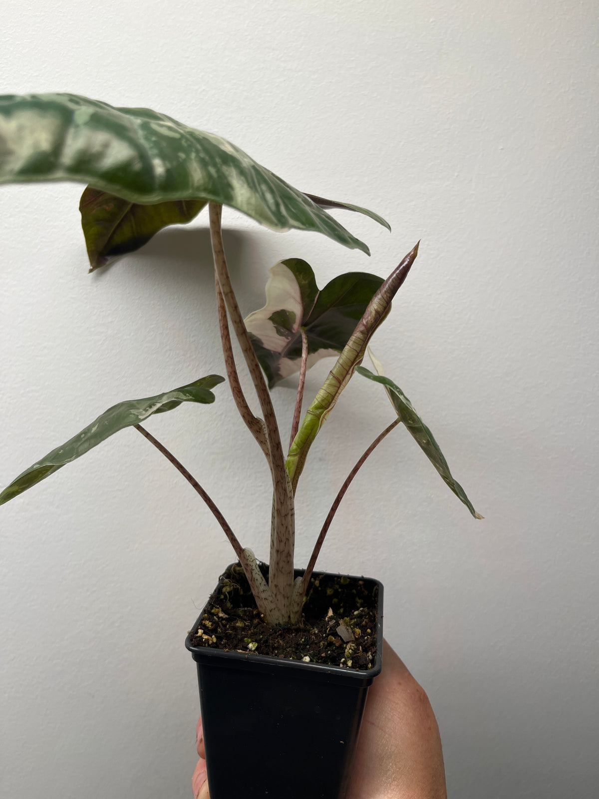 Alocasia Pseudo Sanderiana Pink Variegated - Rare Aroid #3