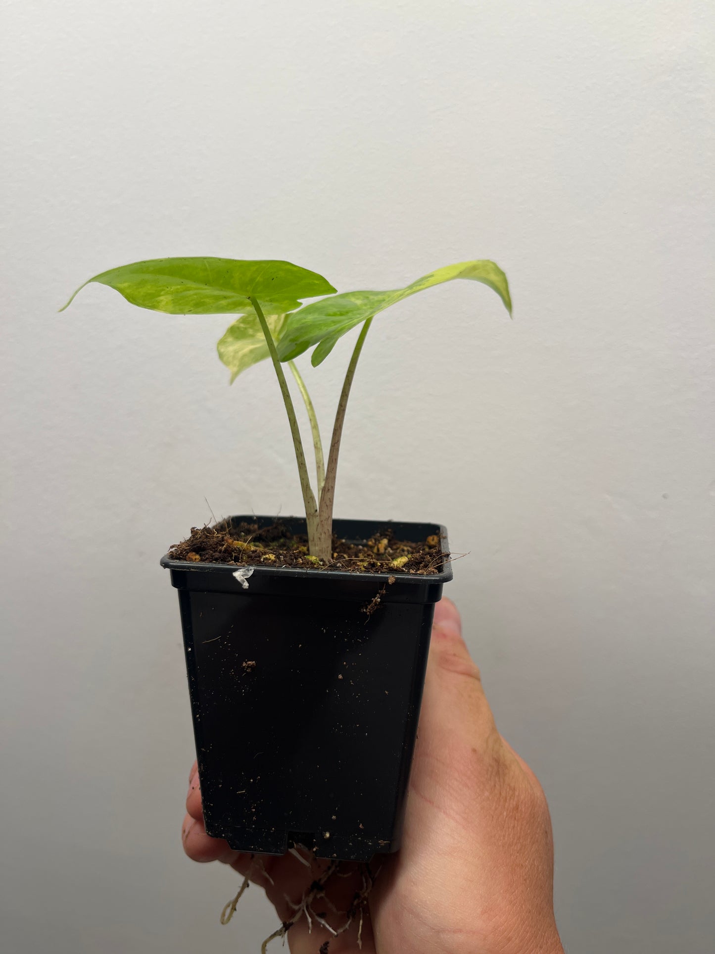 Alocasia Portora Aurea variegated #2