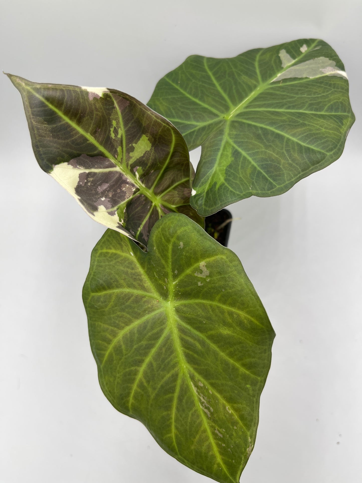 Alocasia Regal shields albo variegated #4