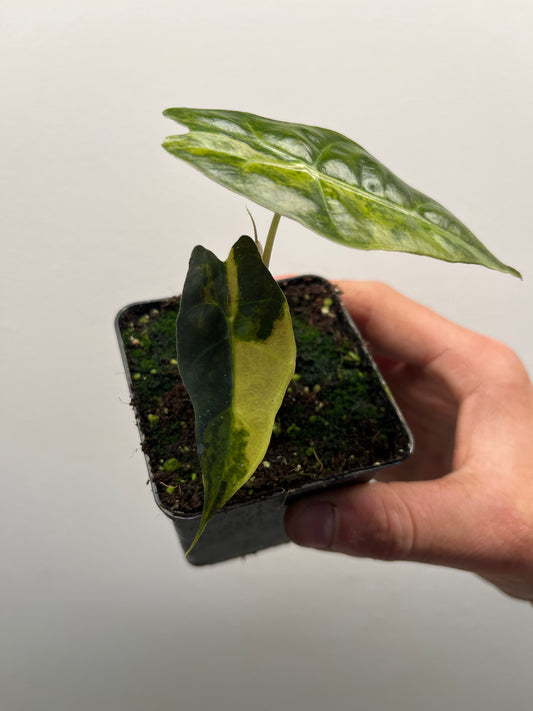 Alocasia Amazonica aurea variegated #2