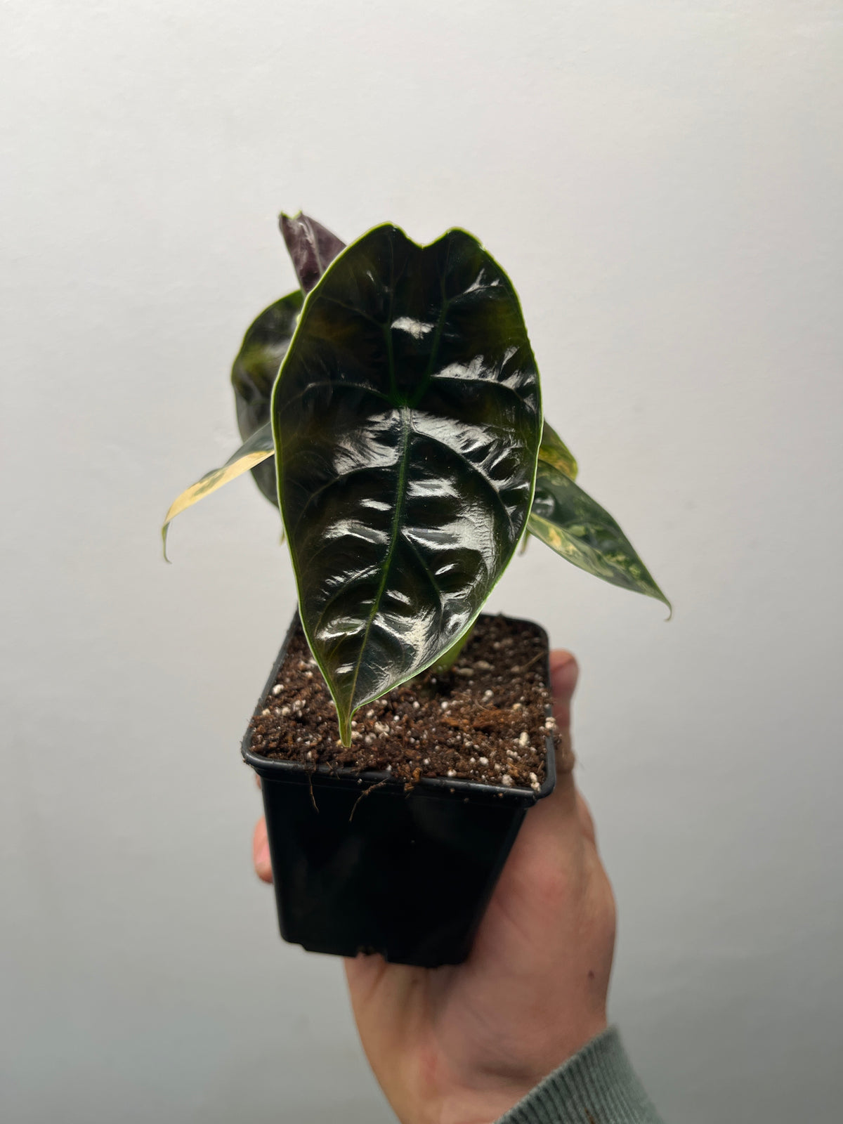 Alocasia Azlanii Aurea Variegated - Rare Aroid #1