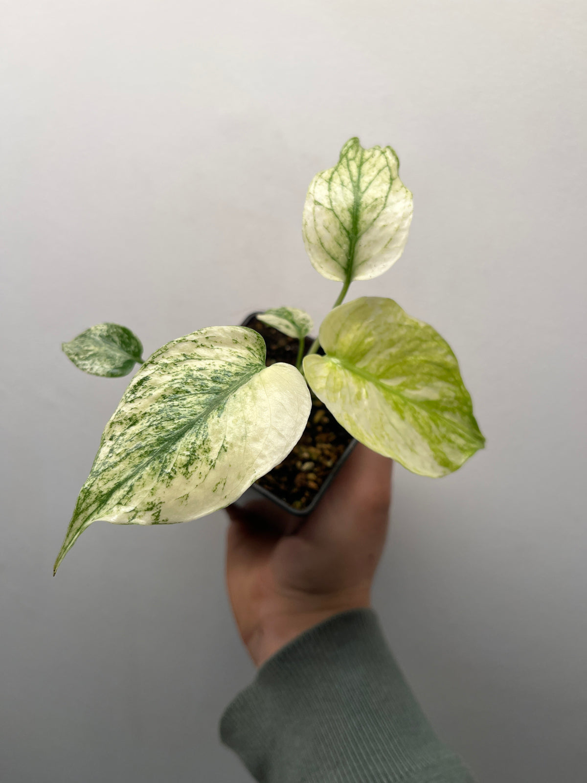 Monstera Deliciosa White Monster - Rare Variegated Monstera