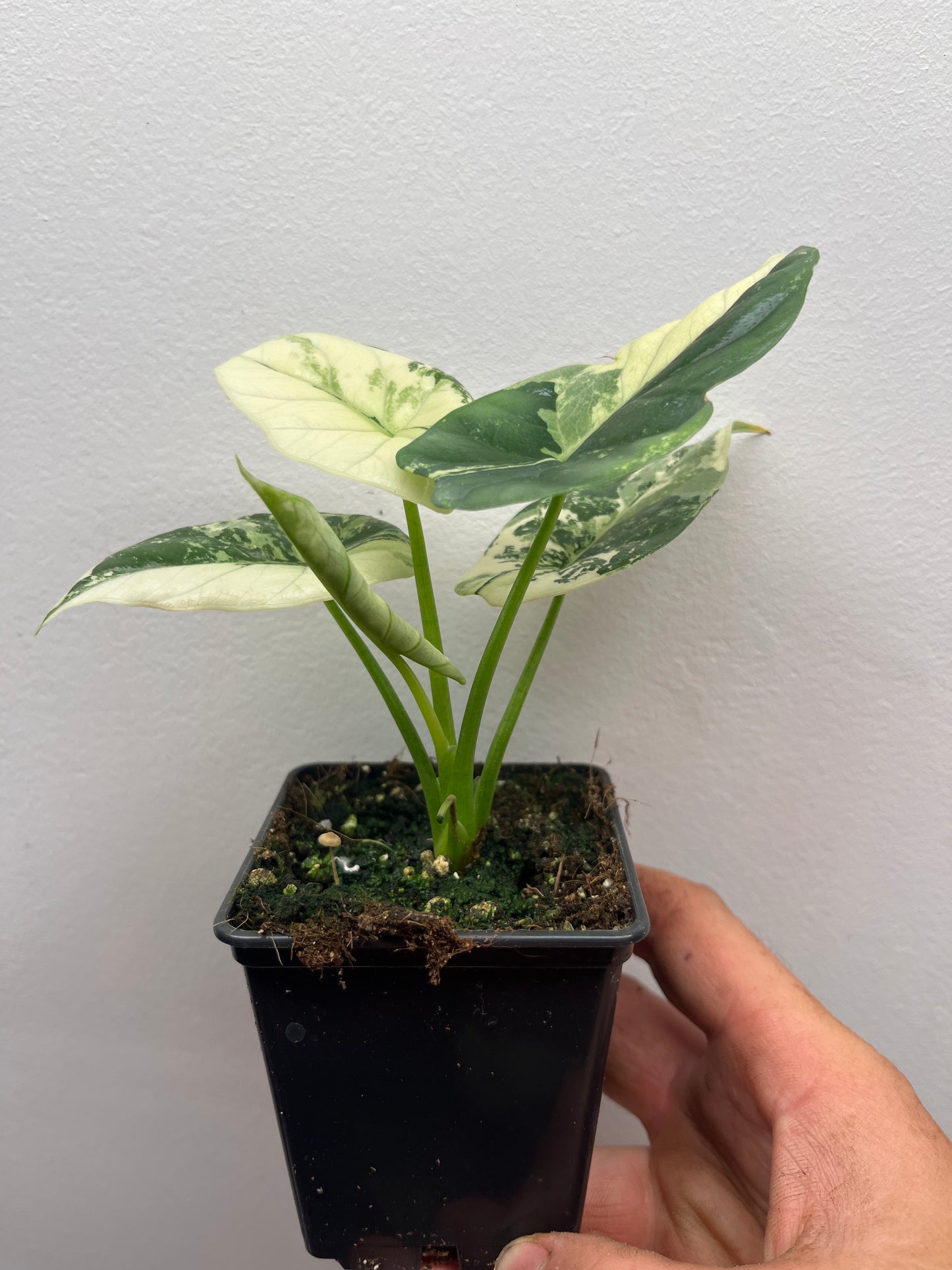Alocasia Sinuata albo variegated #1