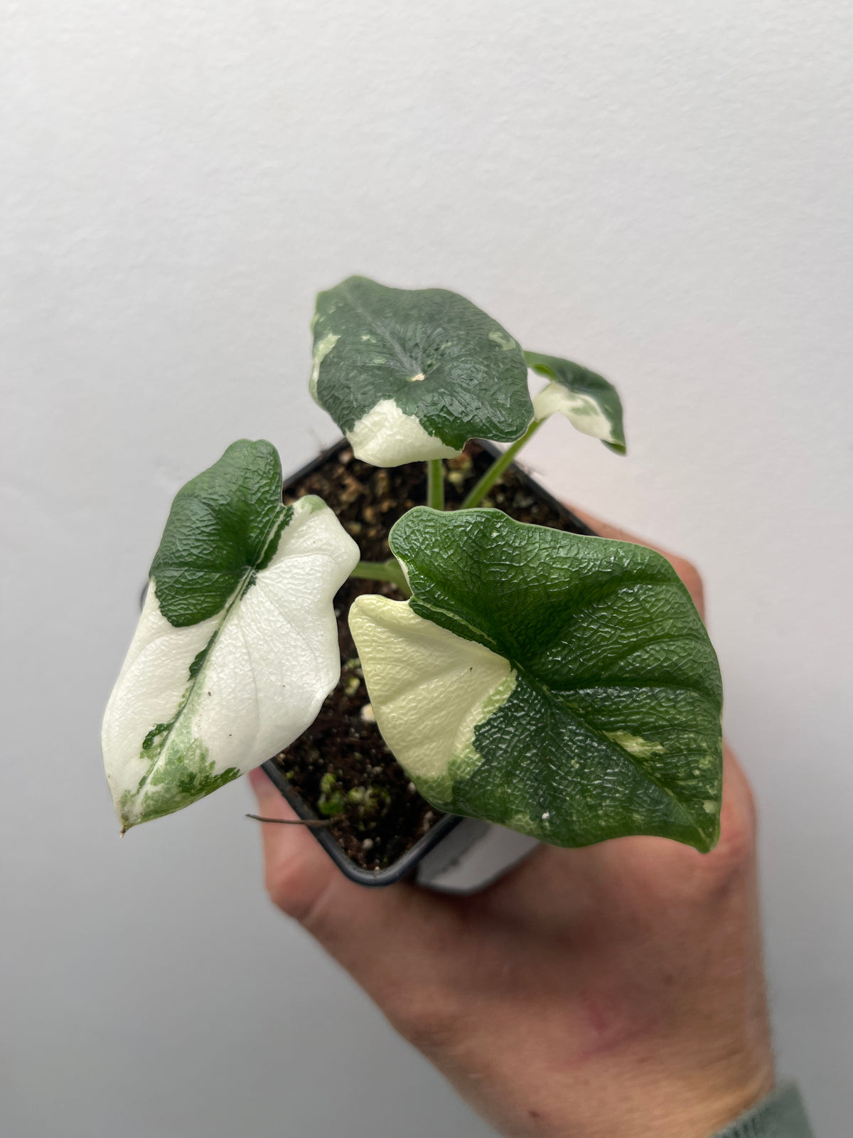 Alocasia Melo Albo Variegated - Rare Variegated Aroid