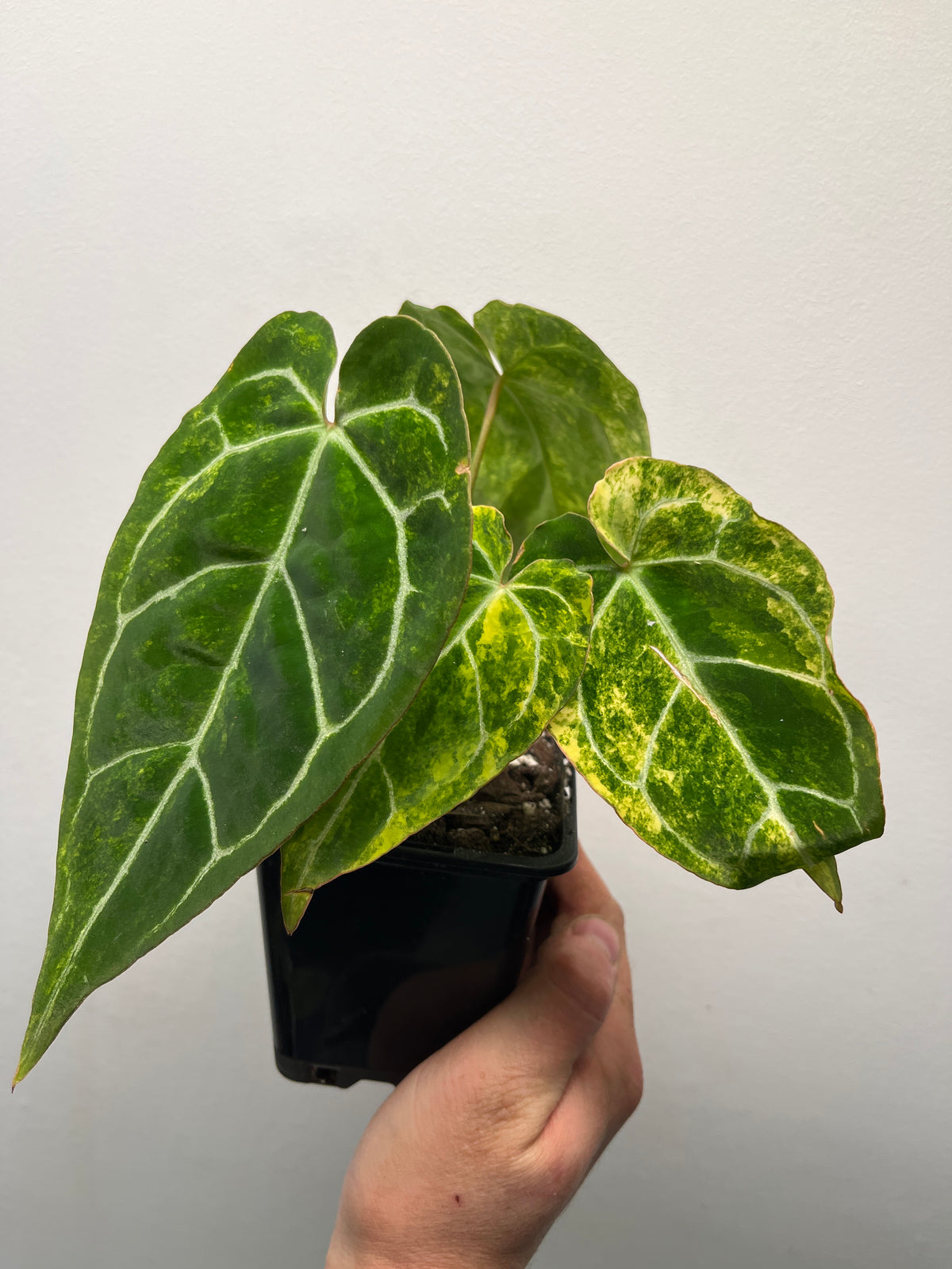 Anthurium Crystallinum Variegated - Rare Variegated Houseplant