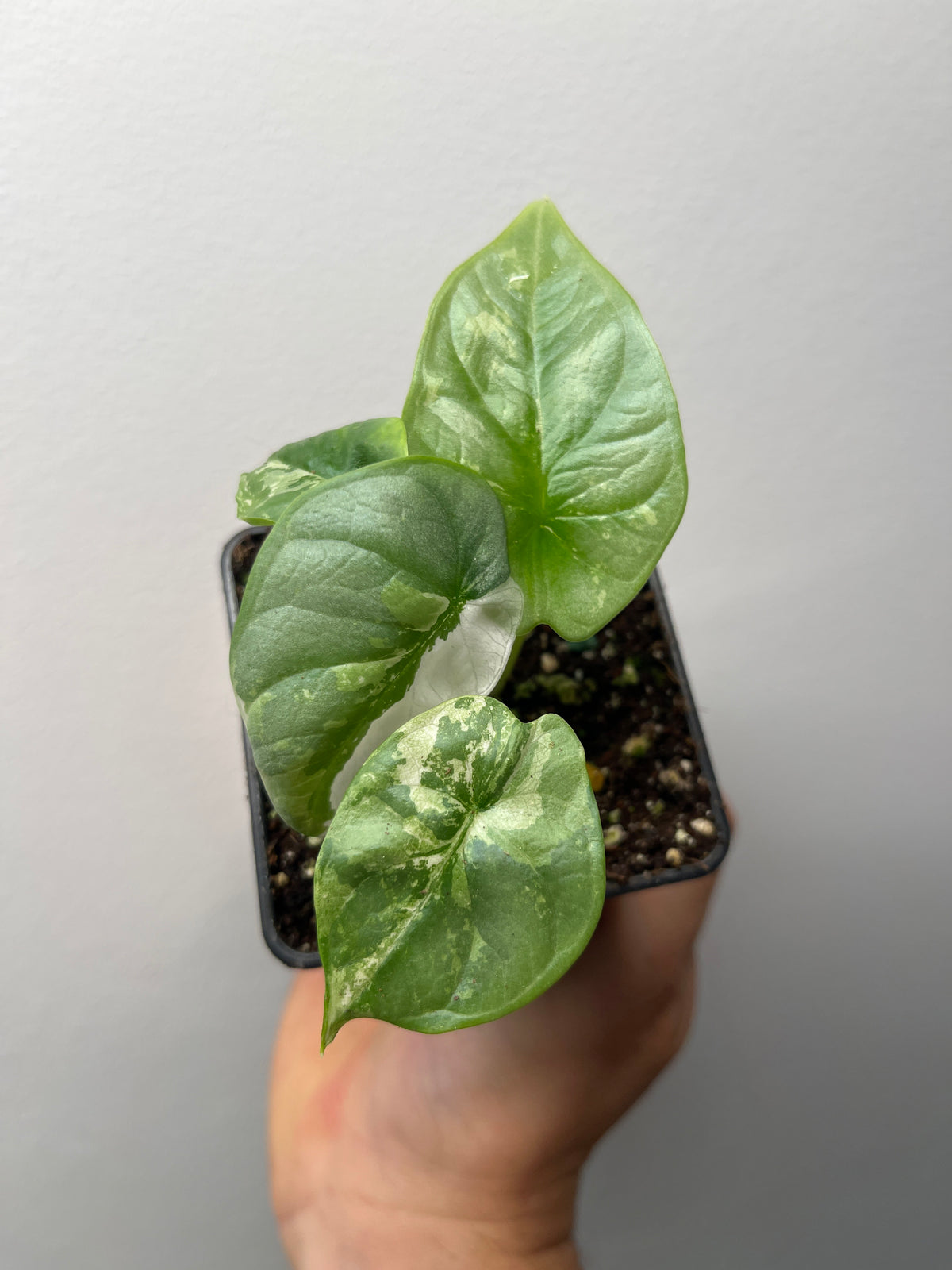 Alocasia Silver Dragon Albo Variegated - Rare Aroid