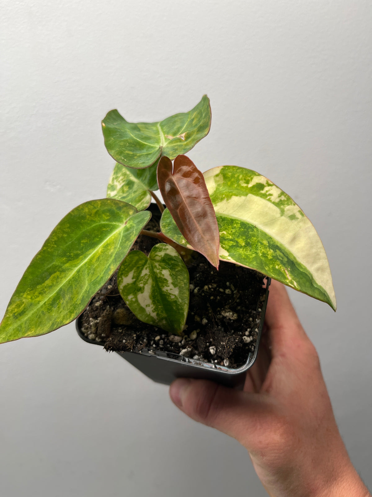 Anthurium Fwooper x Carlablackiae Variegated - Rare Hybrid Plant #2