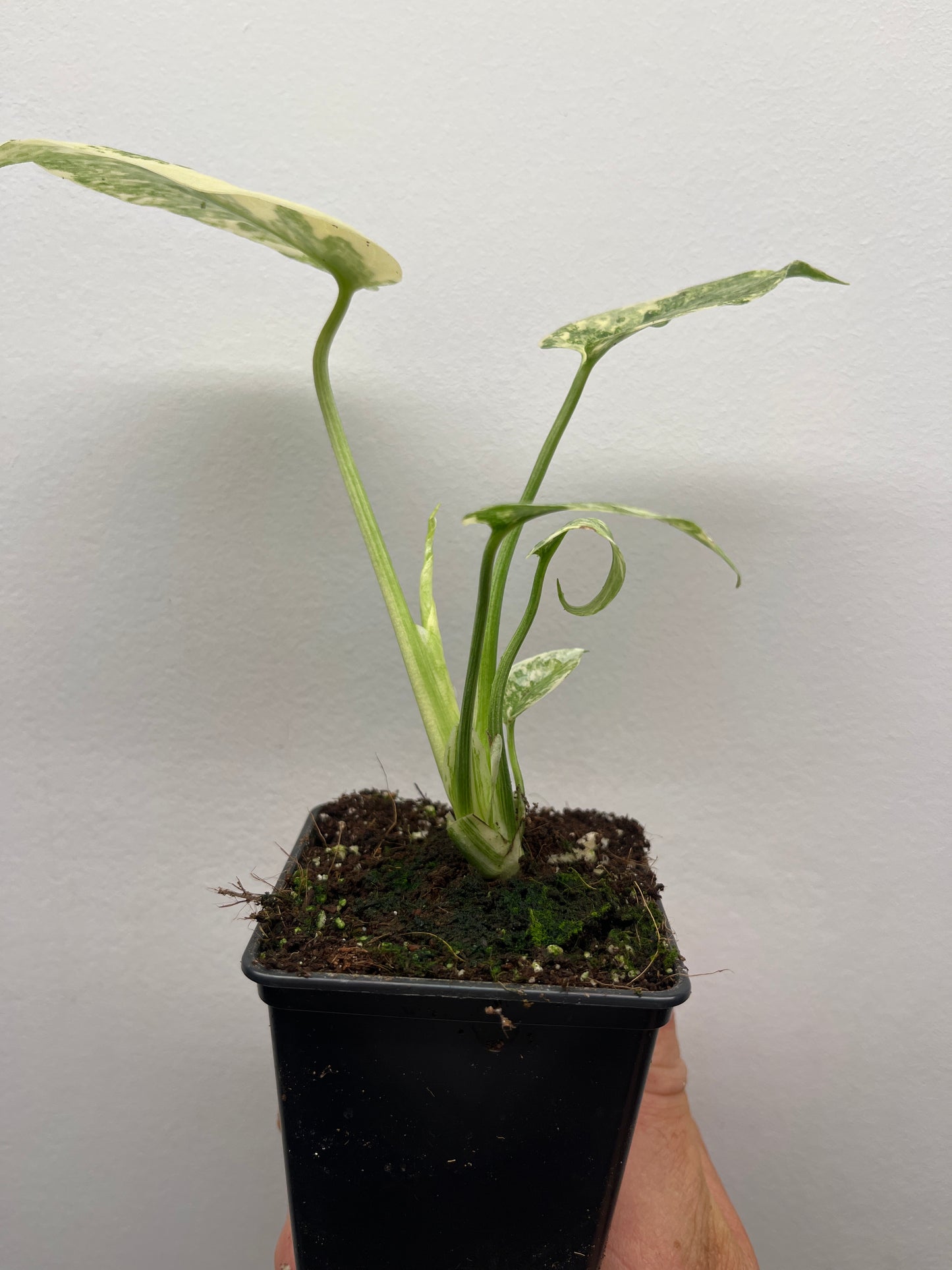 Monstera Deliciosa Green snow #1