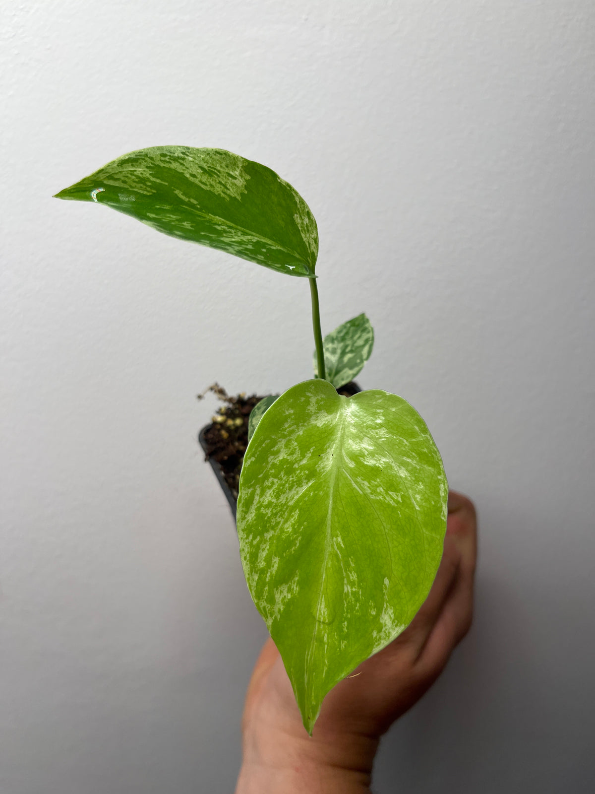 Monstera Deliciosa Bulbasaur - Rare Variegated Monstera