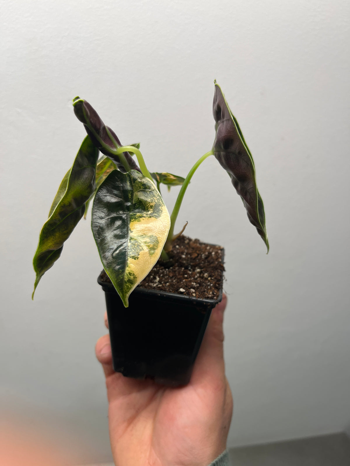 Alocasia Azlanii Aurea Variegated - Rare Aroid #1