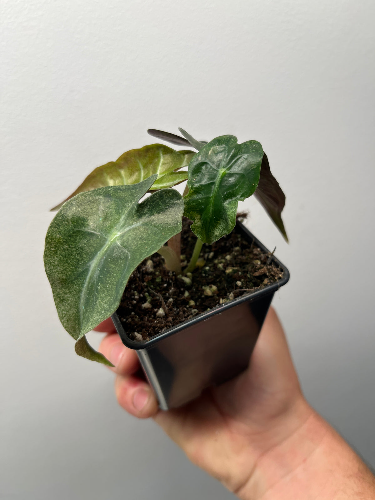 Alocasia Venom Pink/Albo Variegated - Rare Aroid #3