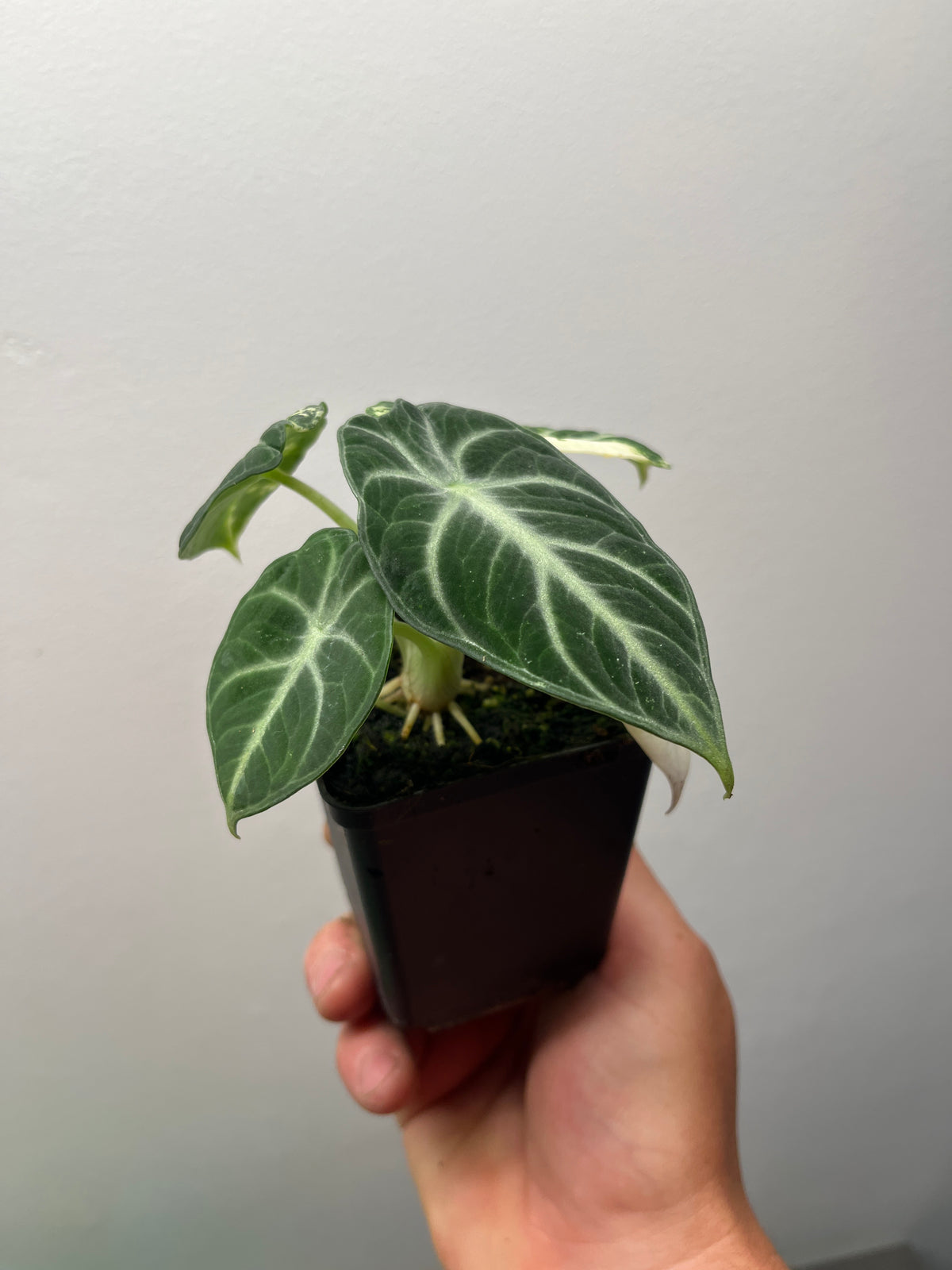 Alocasia Ninja Albo Variegated - Rare Variegated Aroid #2