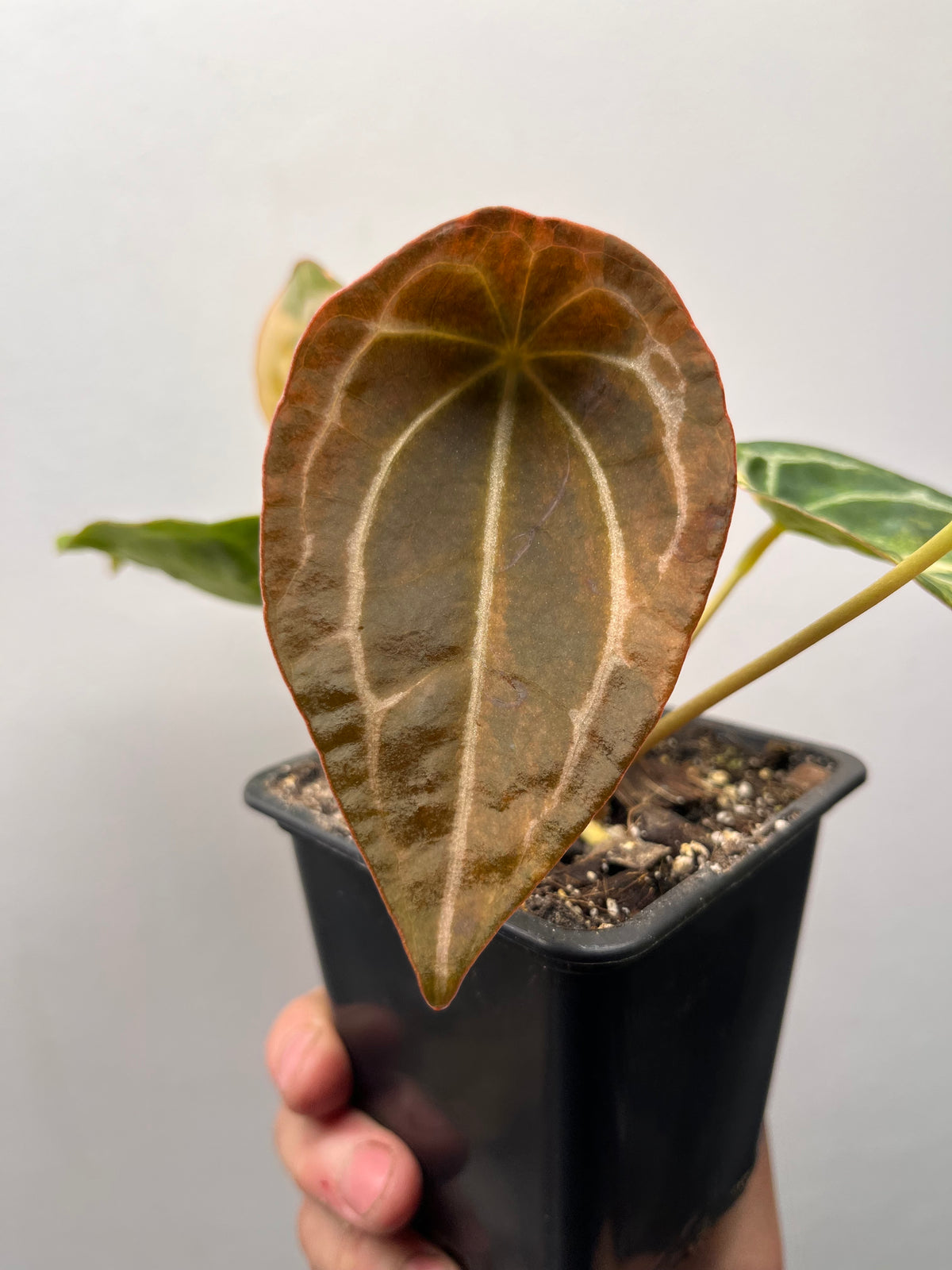 Anthurium Forgetii Hybrid Variegated - Rare Collector Plant
