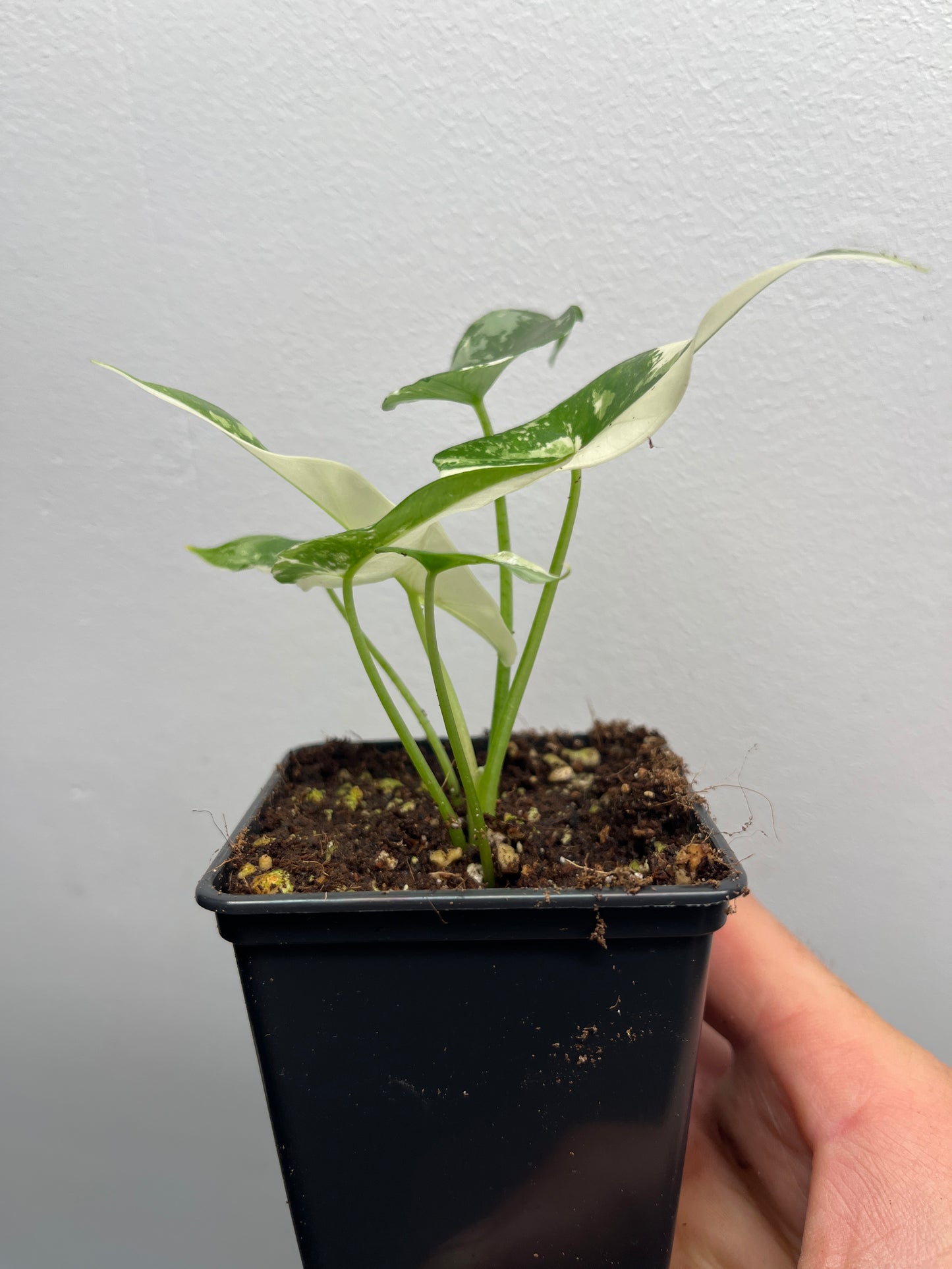 Alocasia Simpo albo variegated #3