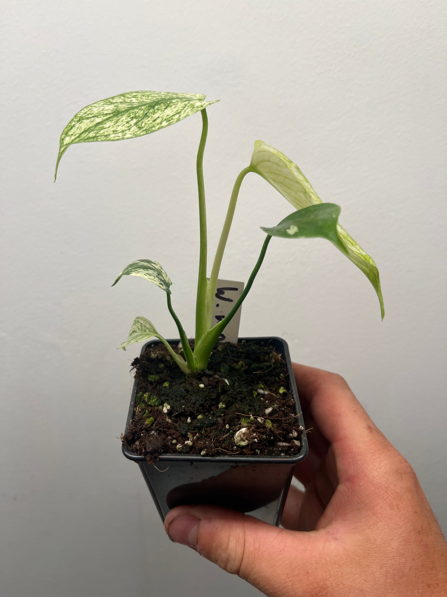 Monstera Deliciosa White Monster