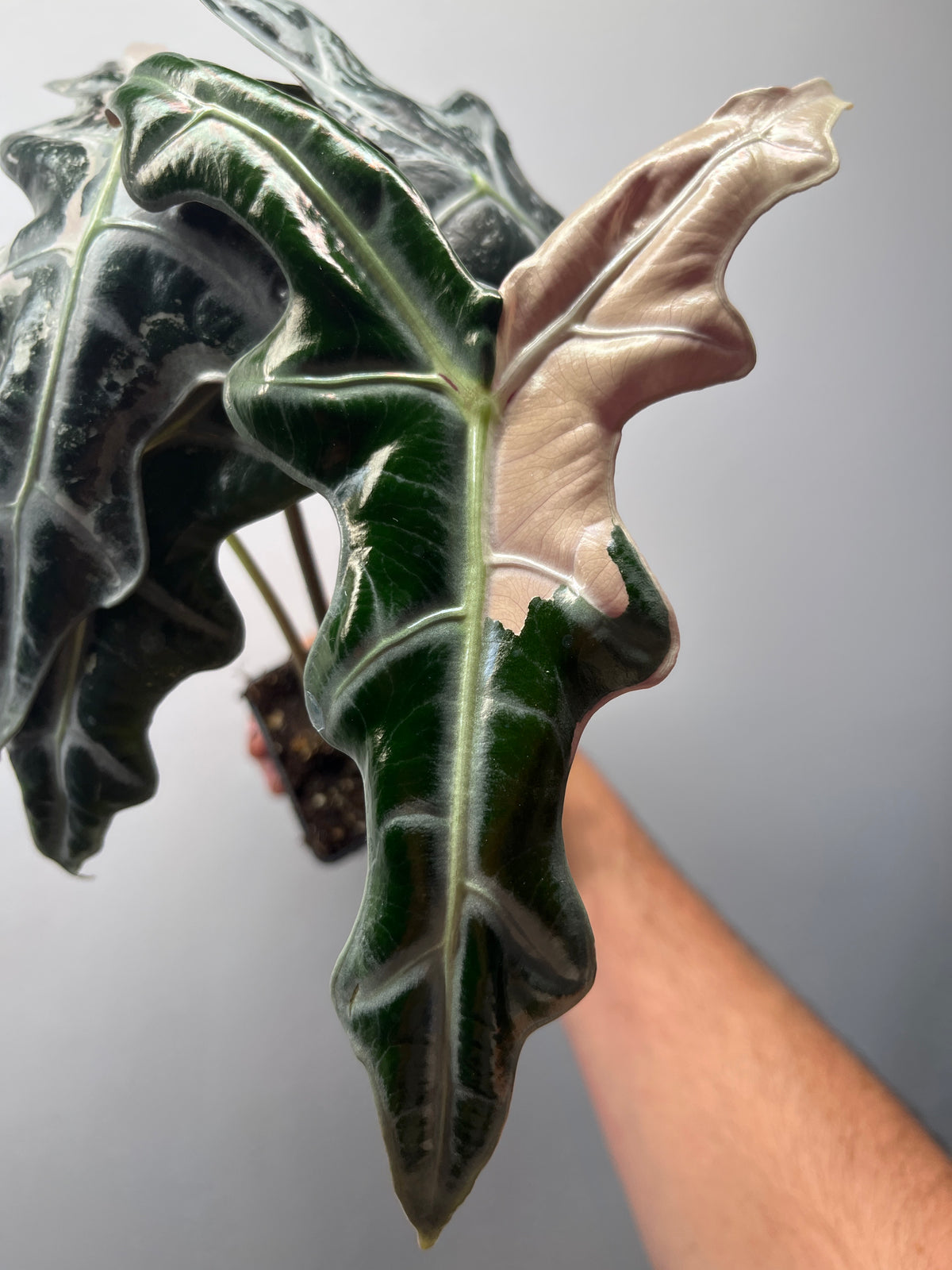 Alocasia Sanderiana 'Nobilis' Pink Variegated - Rare Aroid #1