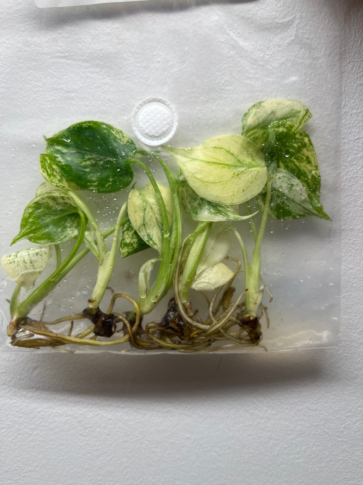 Monstera Deliciosa White Monster 5 Pack - Variegated TC Plant