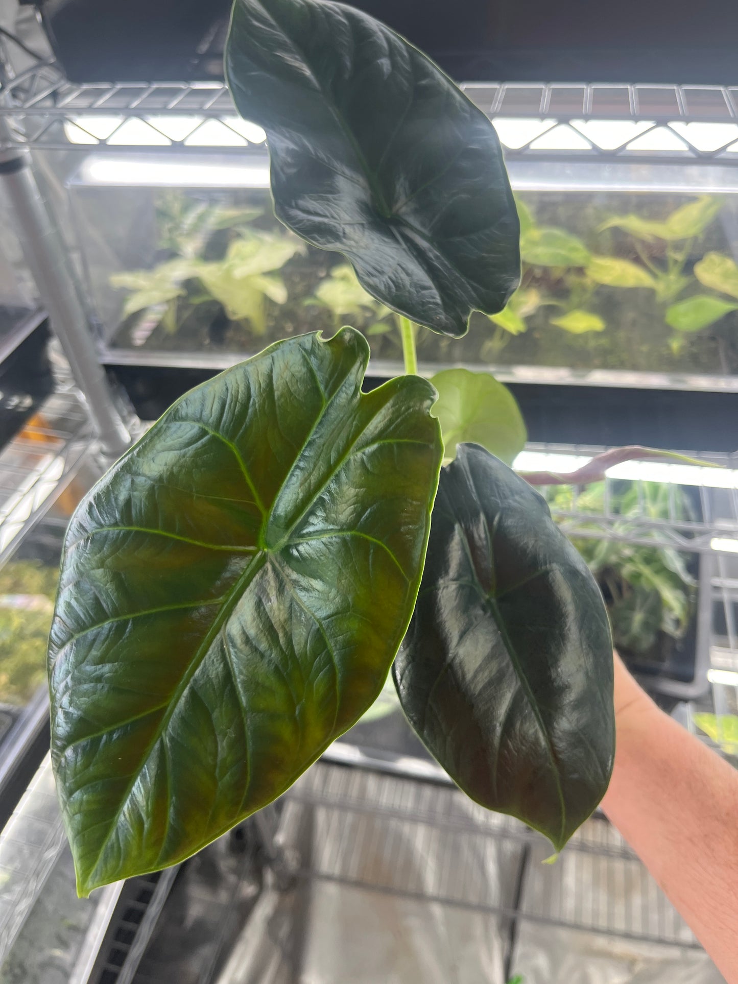 Alocasia Green Unicorn (azlanii x baginda 'Dragon Scale)