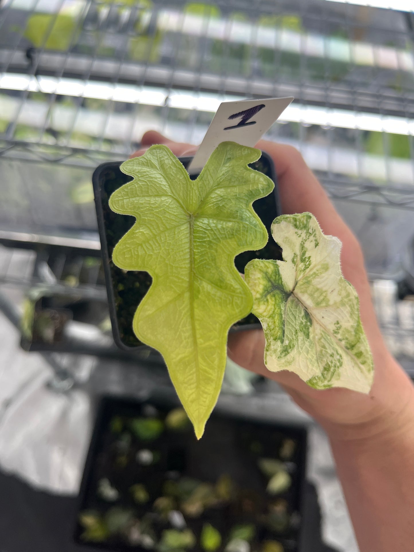 Alocasia Tandurusa aurea variegated #1