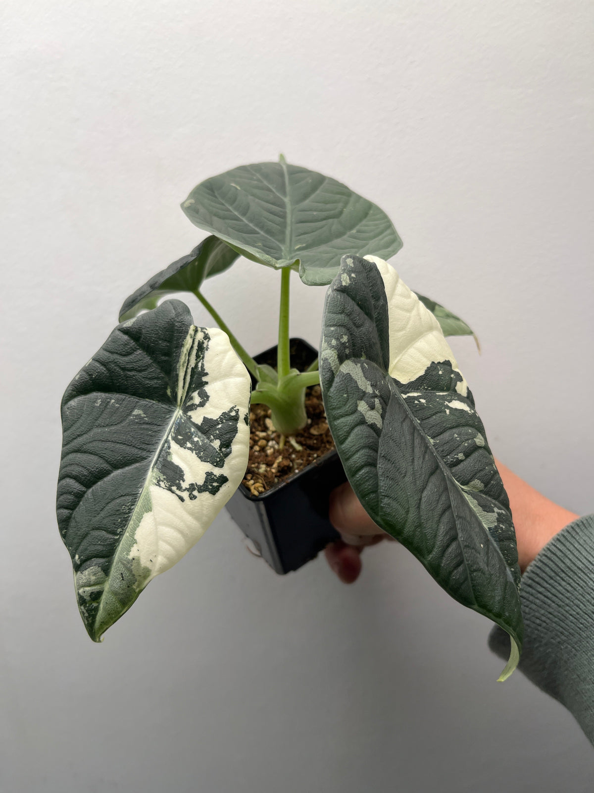 Alocasia Maharani Albo Variegated - Rare Variegated Aroid #1
