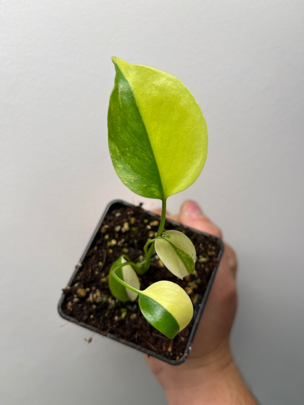 Monstera Deliciosa Yellow Marilyn - Rare Variegated Monstera