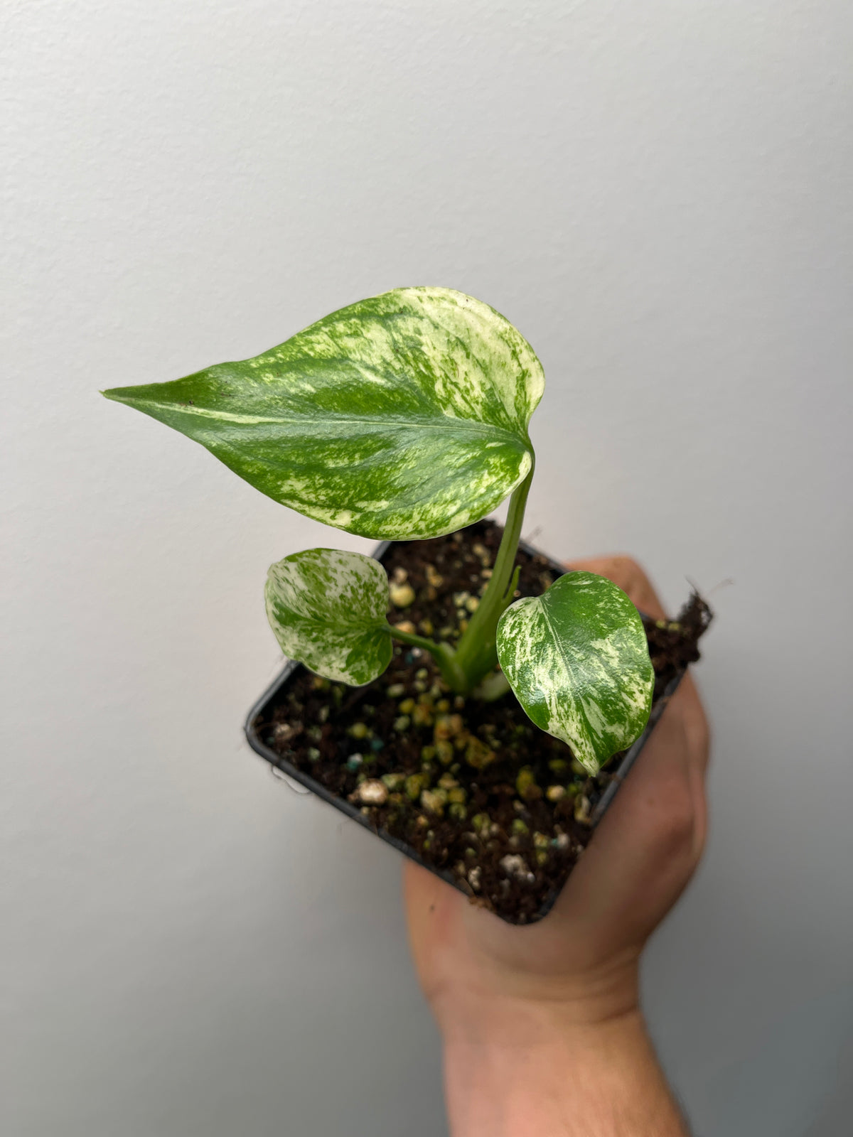 Monstera Deliciosa Star Shadow - Rare Variegated Monstera