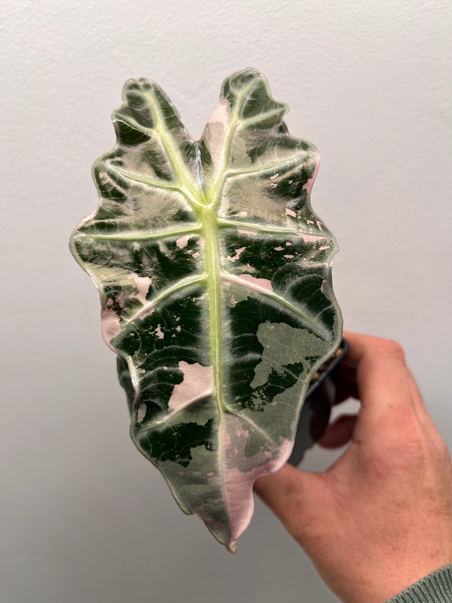Alocasia Polly pink variegated #1
