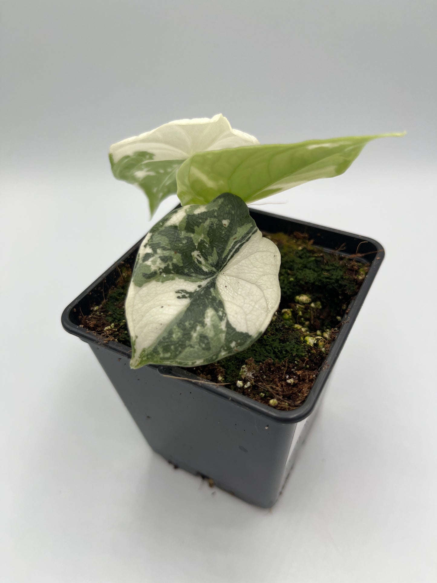 Alocasia Melo albo variegated #8