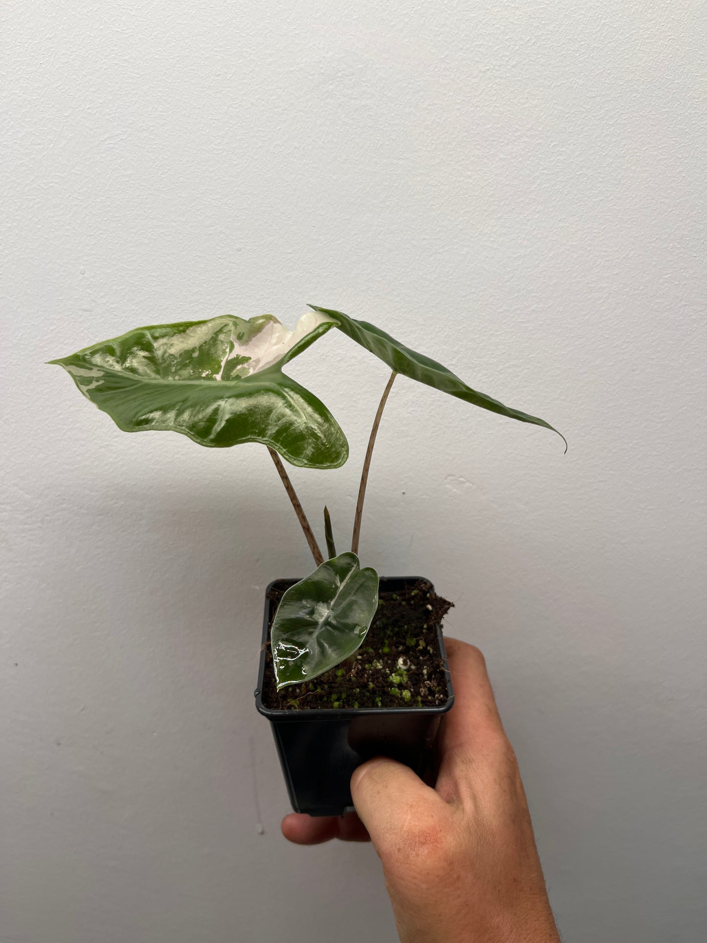 Alocasia pseudo Sanderiana pink variegated #7