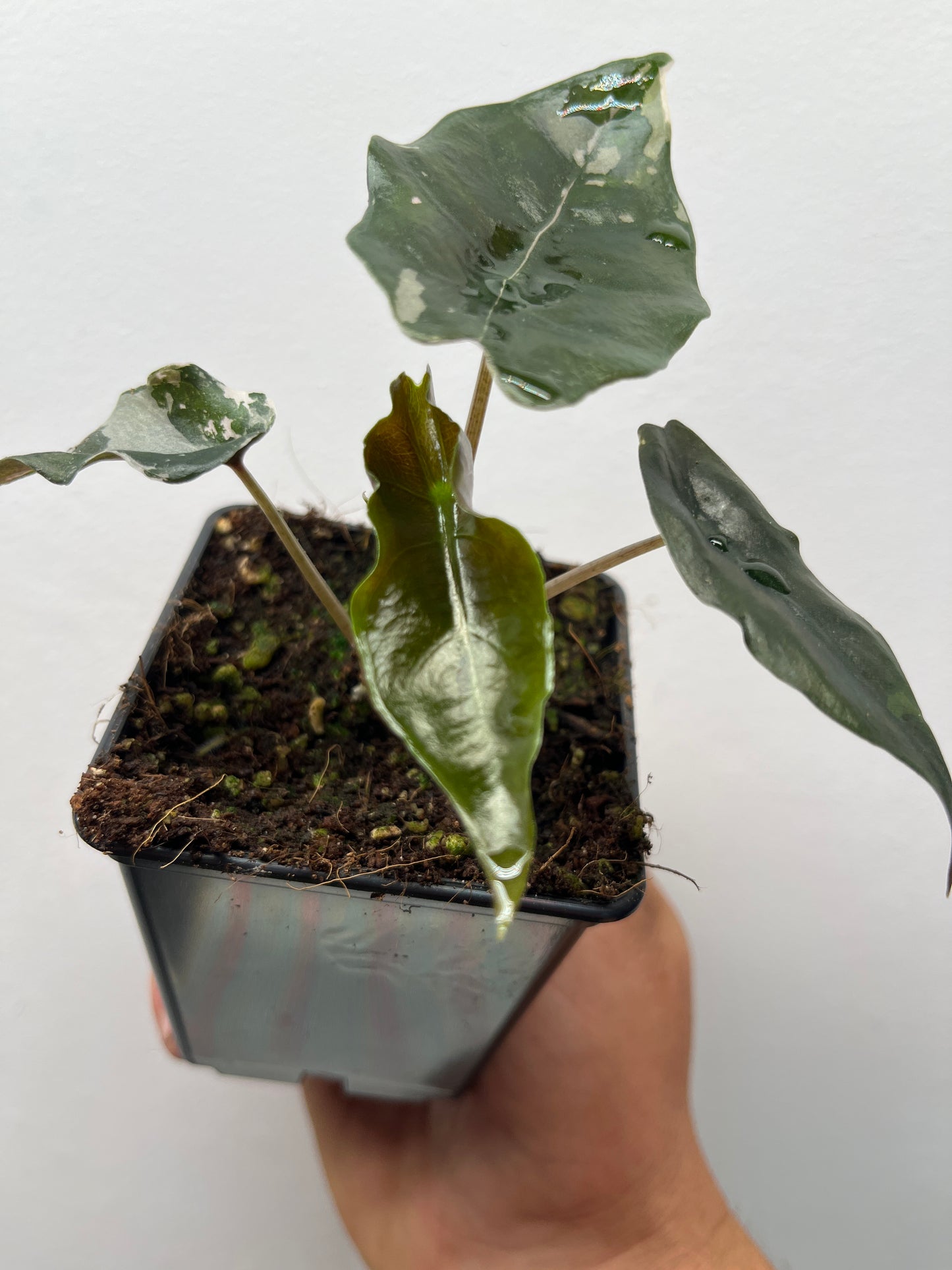 Alocasia Chantrieri pink variegated #5