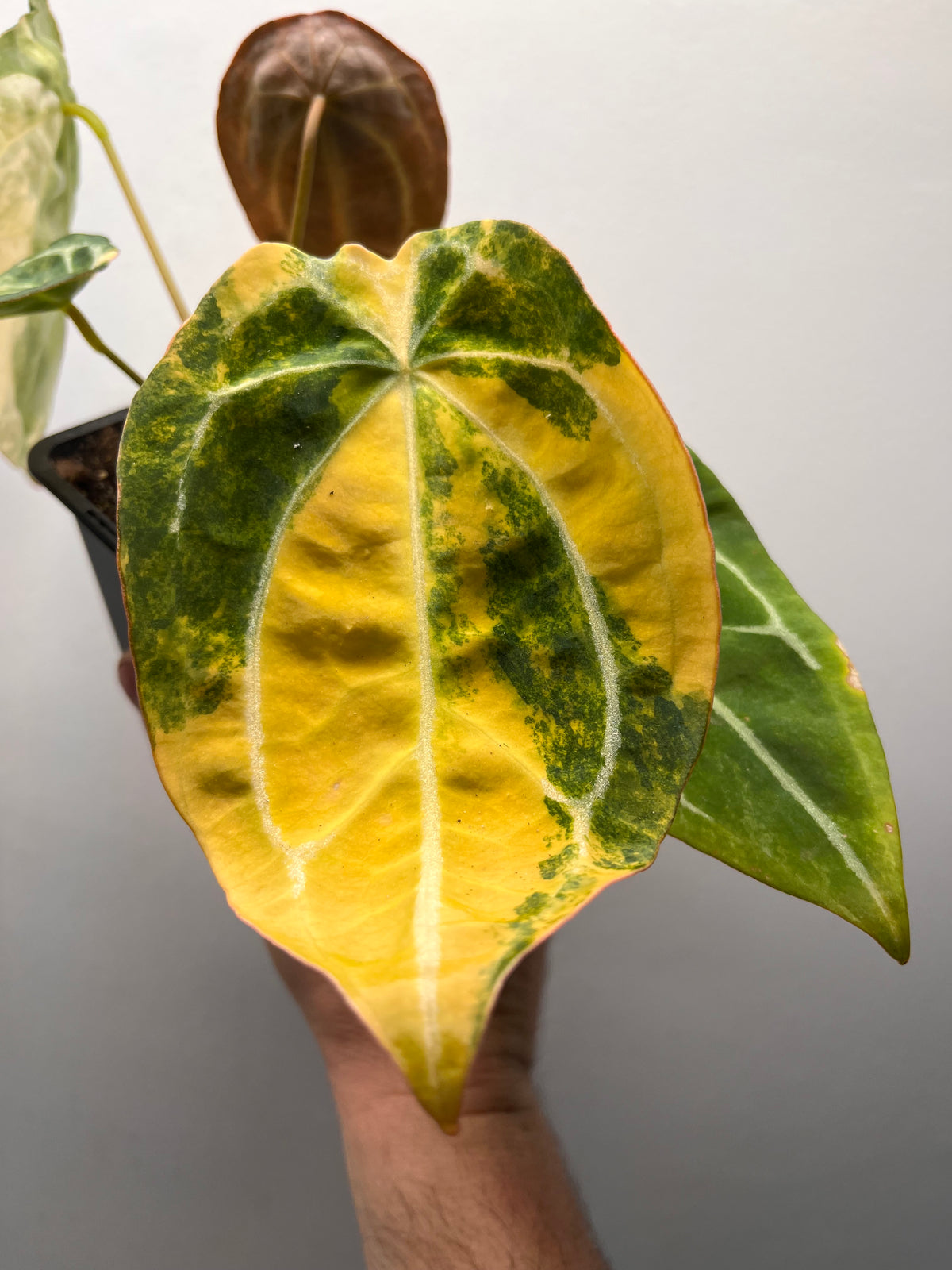 Anthurium Forgetii Hybrid Variegated - Rare Collector Plant