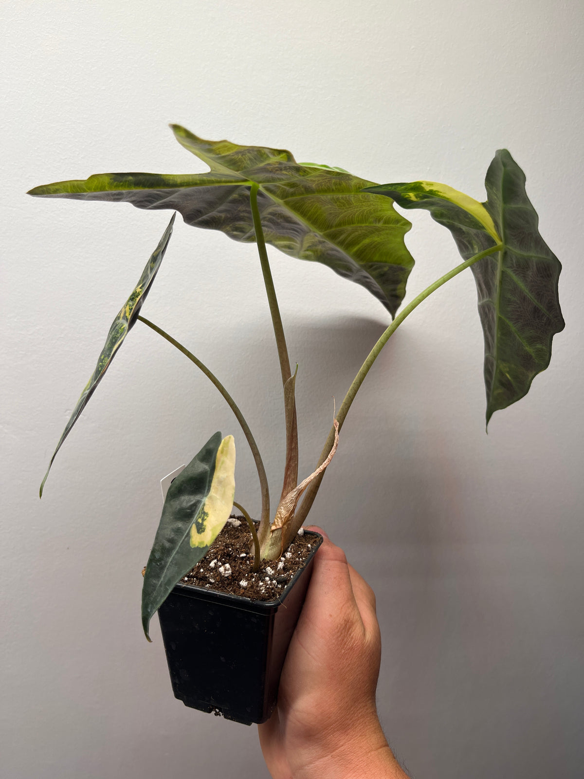 Alocasia Amazonica aurea variegated #3