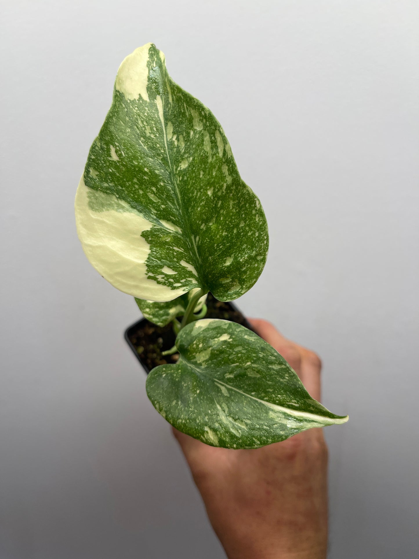Monstera Deliciosa Starlight