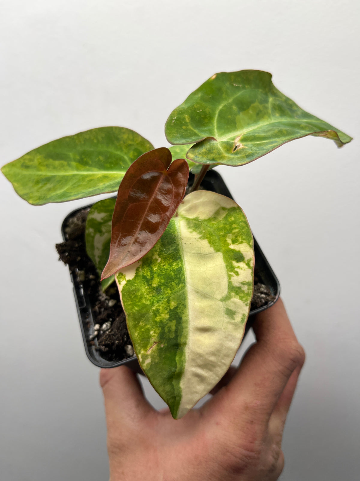 Anthurium Fwooper x Carlablackiae Variegated - Rare Hybrid Plant #2
