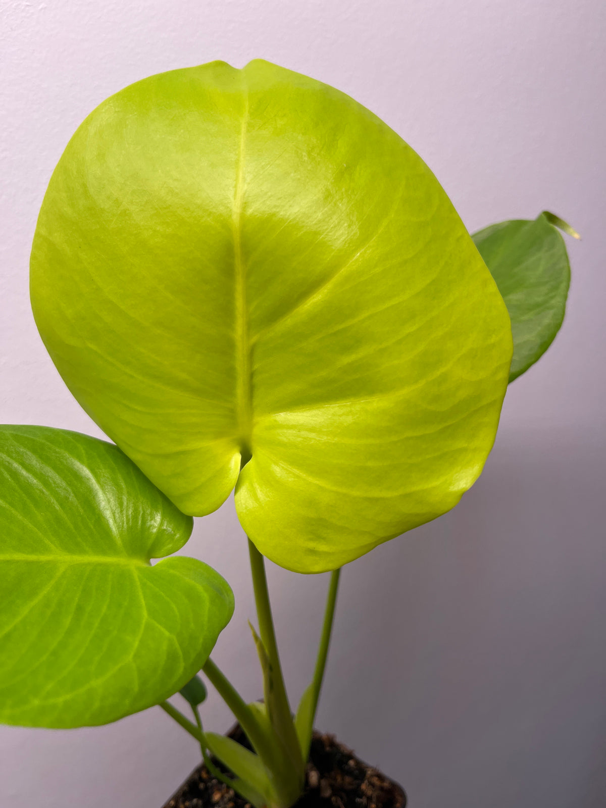 Monstera Deliciosa Lemon Lime Full Cheese - Rare Monstera #2