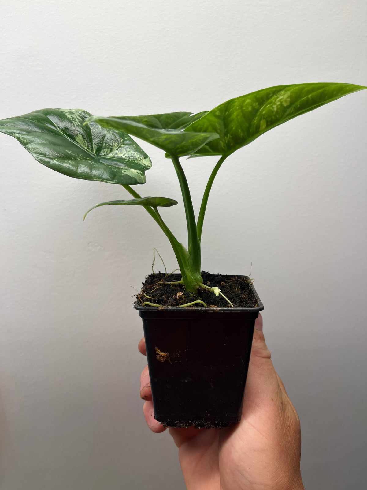Alocasia Sinuata Albo Variegated - Rare Variegated Aroid #1