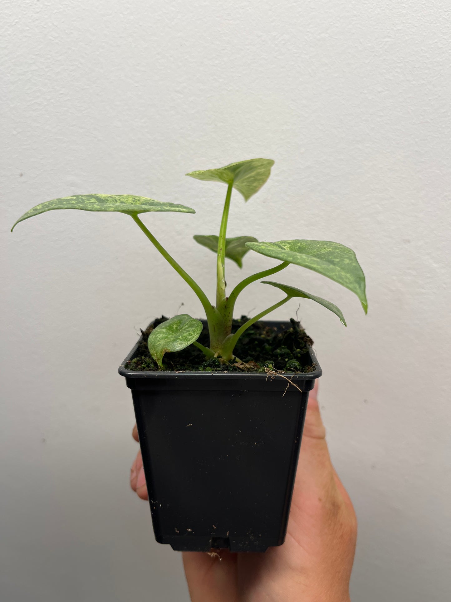 Alocasia Reginae Albo/Mint variegated #1