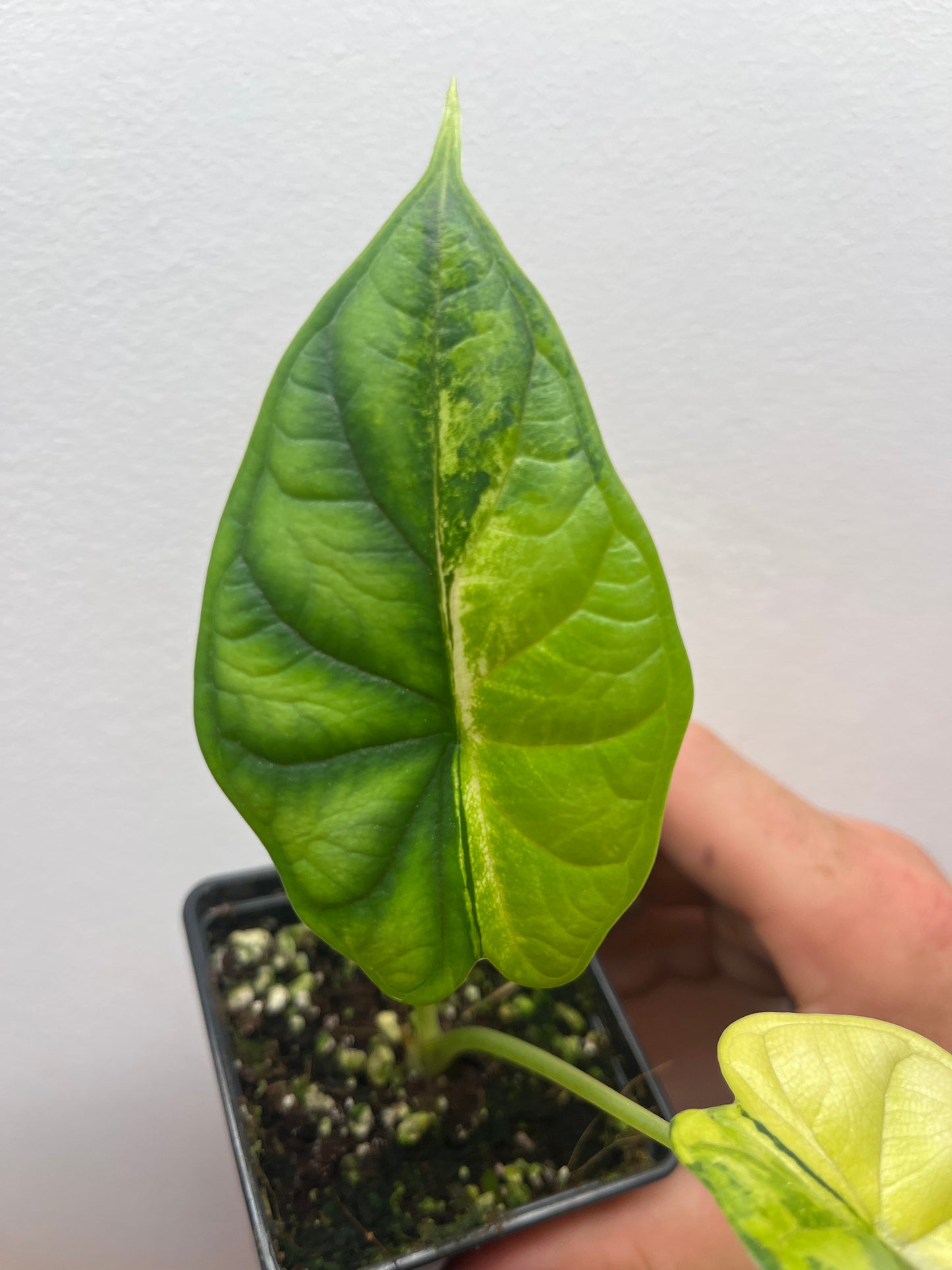 Alocasia Dragon scale aurea variegated #1
