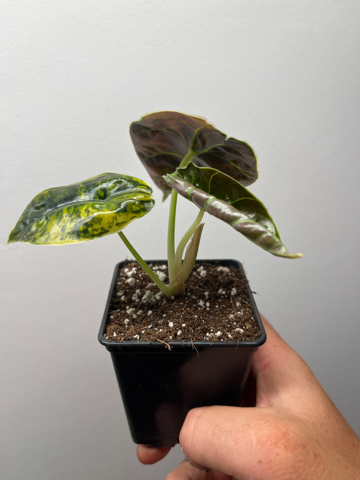 Alocasia Azlanii Aurea Variegated - Rare Aroid #2