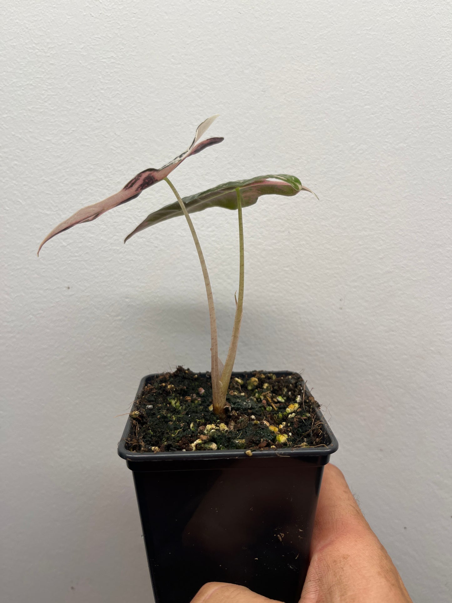 Alocasia Sanderiana 'Nobilis' Pink variegated #1