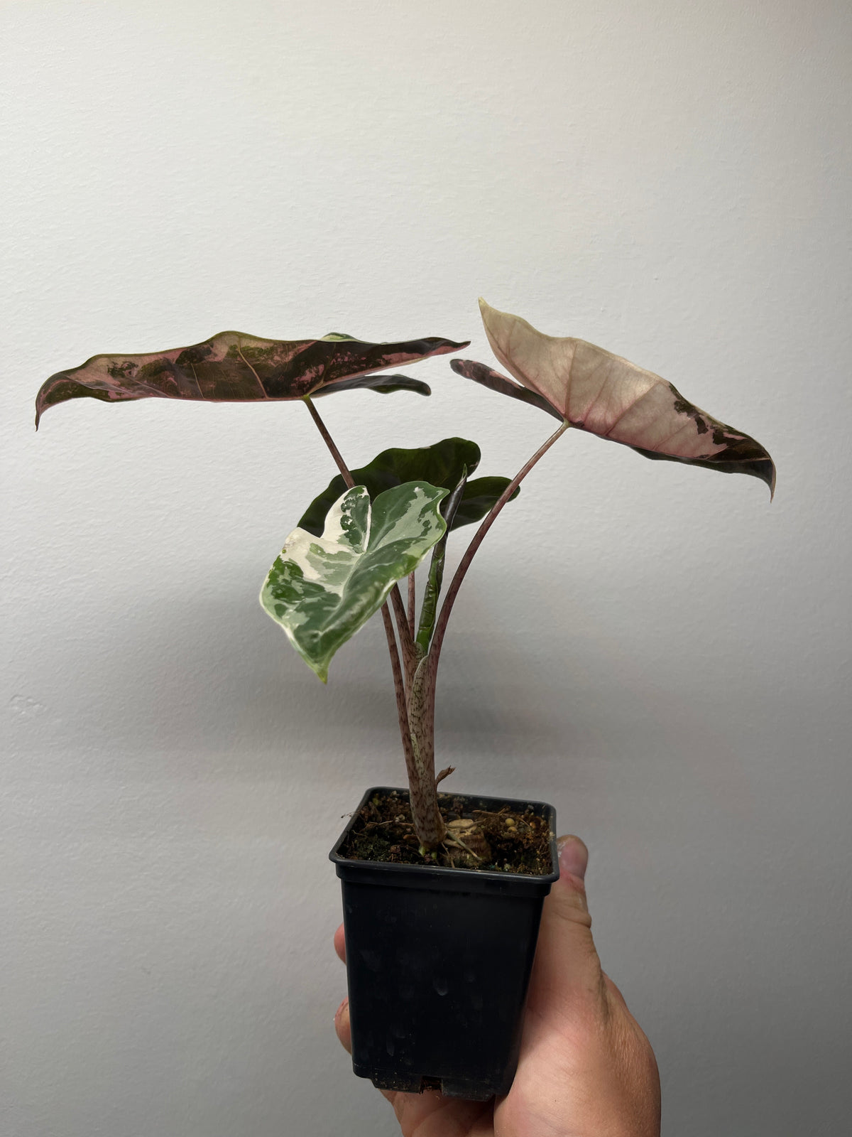 Alocasia Pseudo Sanderiana Pink Variegated - Rare Aroid #1