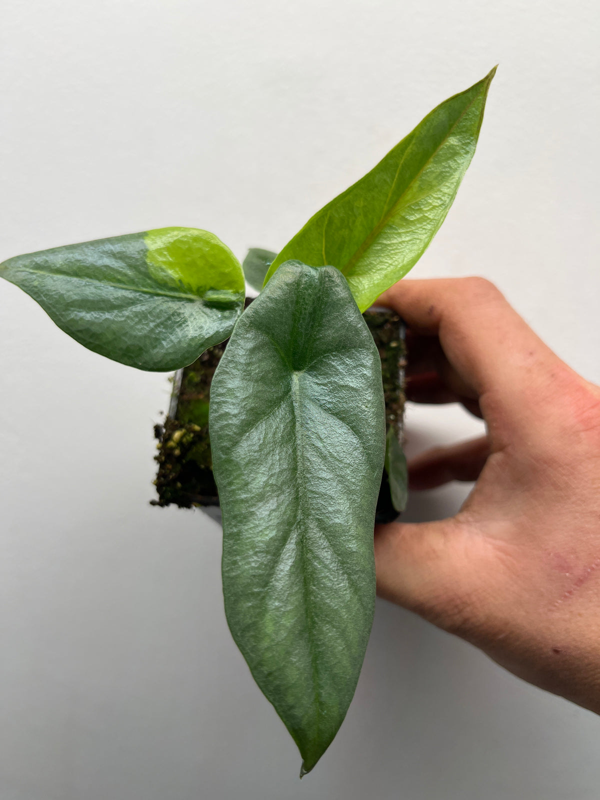 Alocasia Heterophylla 'Metallic Blue' Aurea Variegated
