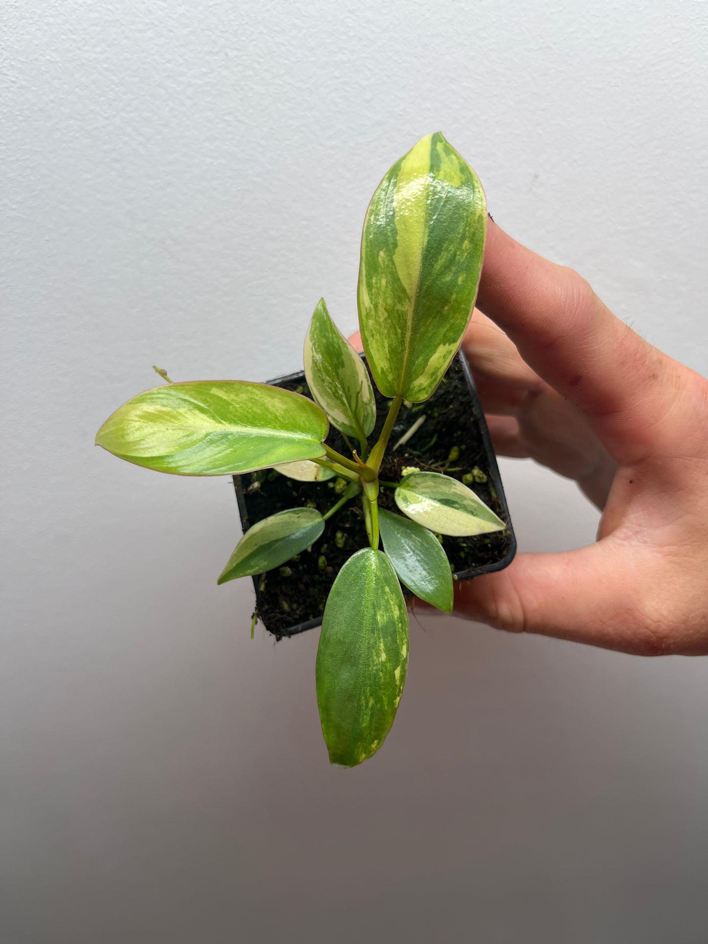 Philodendron Atabapoense Pink Variegated #2